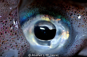 Calamari, EYE. by Andres L-M_larraz 